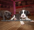 Bully Puppies for sale Atlanta Georgia