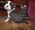 Bully Puppies for sale Atlanta Georgia