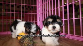 Morkie Puppies for sale Atlanta Georgia
