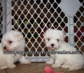 Maltese Puppies for sale Atlanta Georgia