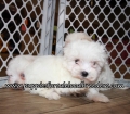 Maltese Puppies for sale Atlanta Georgia