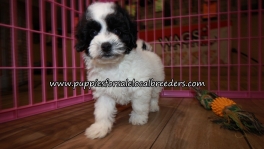 Very Cute Bichonpoo Puppies for sale Atlanta Georgia