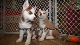 Siberian Husky Puppies for sale Atlanta Georgia