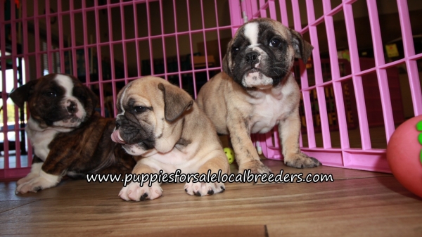 Puppies For Sale Local Breeders Adorable English Bulldog