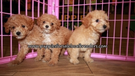 Perfect Bichon Poo Puppies for sale Atlanta Georgia
