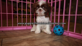 Precious Shih Tzu Puppies for sale Atlanta Georgia