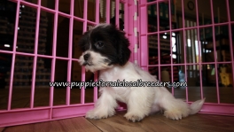 Precious Malti Tzu Puppies for sale Atlanta Georgia