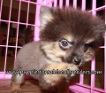 Precious Pomeranian Puppies for sale Atlanta Georgia