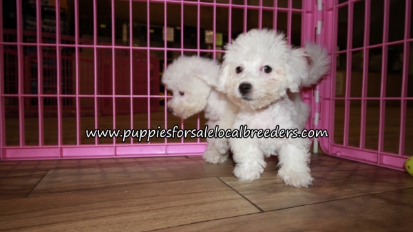 Precious Bichon Frise Puppies for sale Atlanta at