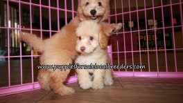Precious Bichon Poo Puppies for sale Atlanta Georgia