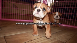 Precious English Bulldog Puppies for sale Atlanta Georgia