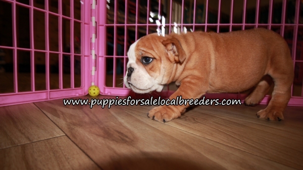 Precious English Bulldog Puppies for sale Atlanta