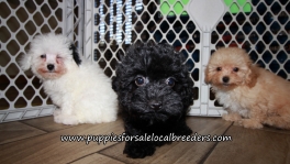Adorable Poodle Puppies for sale Atlanta Georgia