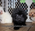 Adorable Poodle Puppies for sale Atlanta Georgia