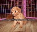 Cute Red Poodle Puppies for sale Atlanta Georgia