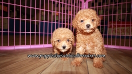 Cute Red Poodle Puppies for sale Atlanta Georgia