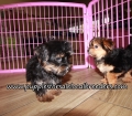 Cute Yorkipoo Puppies for sale Atlanta Georgia