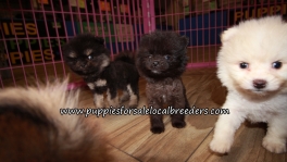 Little Pomeranian Puppies for sale Atlanta Georgia