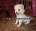 Little Pomeranian Puppies for sale Atlanta Georgia