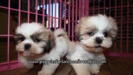 Lovely Shih Tzu Puppies for sale Atlanta Georgia