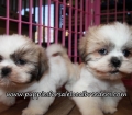 Lovely Shih Tzu Puppies for sale Atlanta Georgia