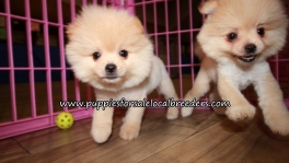 Gorgeous  Pomeranian Puppies for sale Atlanta Georgia