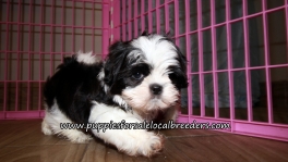 Perfect Shih Tzu Puppies for sale Atlanta Georgia