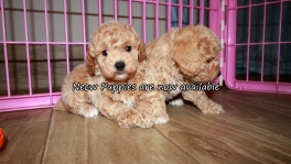 Perfect Poodle Puppies for sale Atlanta Georgia