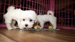 Nice Maltese Puppies for sale Atlanta Georgia