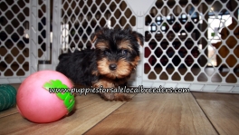 Super Cute Yorkie Puppies for sale Atlanta Georgia