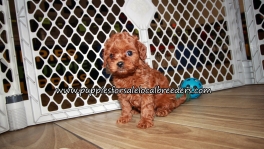 Super Cute Cavapoo Puppies for sale Atlanta Georgia