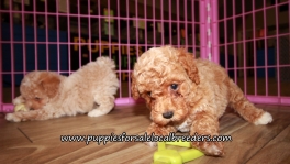 Happy Poodle Puppies for sale Atlanta Georgia