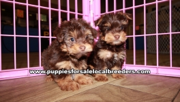 Very Pretty Yorkie Puppies for sale Atlanta Georgia