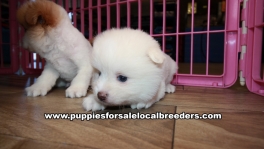 Very Pretty Pomeranian Puppies for sale Atlanta Georgia