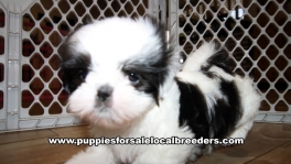 Very Beautiful Shih Tzu Puppies for sale Atlanta Georgia