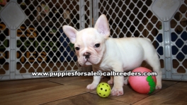 Very Beautiful French Bulldog Puppies for sale Atlanta Georgia