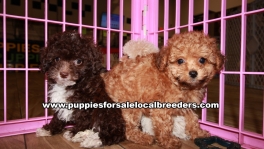 Lovable Maltipoo Puppies for sale Atlanta Georgia