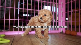 Lovable Poodle Puppies for sale Atlanta Georgia