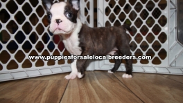 Baby Boston Terrier Puppies for sale Atlanta Georgia
