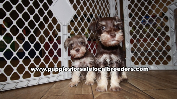 Baby Mini Schnauzer Puppies for sale Atlanta at