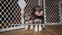 Baby Mini Schnauzer Puppies for sale Atlanta Georgia
