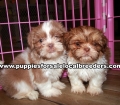 Perfect Shih Tzu Puppies for sale Atlanta Georgia