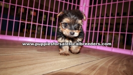 Perfect Little Yorkie Puppies for sale Atlanta Georgia