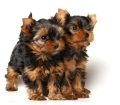 Perfect Little Yorkie Puppies for sale Atlanta Georgia