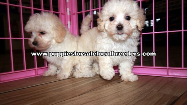 Perfect Maltipoo Puppies for sale Atlanta Georgia