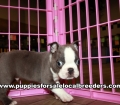 Perfect Blue Boston Terrier Puppies for sale Atlanta Georgia