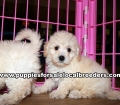 Lovely Bichon Poo Puppies for sale Atlanta Georgia