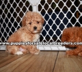 Lovely Poodle Puppies for sale Atlanta Georgia