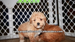 Lovely Poodle Puppies for sale Atlanta Georgia