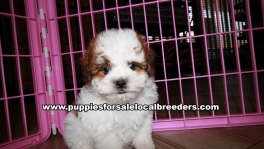 Lovely Shih Poo Puppies for sale Atlanta Georgia